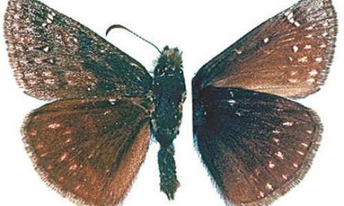 Eastern Persius Duskywing